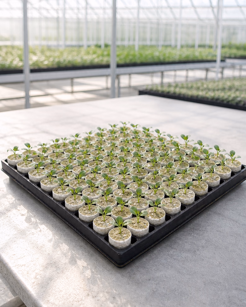Stekpluggen Steenwol 84 met jonge planten in een lichte kas